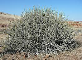 Image result for Euphorbia kilwana