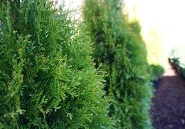 Wann ist der beste zeitpunkt, um eine hecke zu pflanzen? Heckenpflanzen Wintergrun Immergrun Direkt Vom Mahdhof In Bobingen