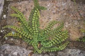 Image result for Asplenium lambinonii