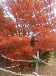 Image result for bigtooth maple