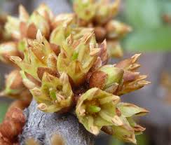 Image result for Englerophytum magalismontanum