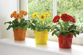 The peace lily's flowers have pollen, so this plant. Best Indoor Plants To Reduce Pollution
