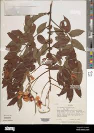 Image result for Senna petersiana