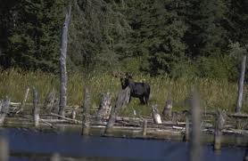 Maîtrise de la chasse aux raptors. Expeditions De Chasse Au Gros Gibier Northern Ontario Travel