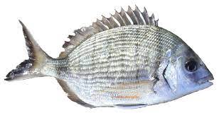 sar diplodus sargus poisson mer peintures de poissons coloriage mot vue printemps