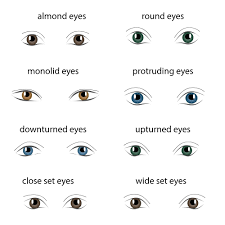 (2) when someone's eyelids have drooped as part of an expression of desire. 8 Different Types Of Eye Shapes