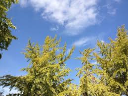 イチョウの葉を食べるウサギ ヨモギ日記