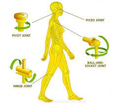 Joints And Their Types Learn Biology Class 6 Amrita Vidyalayam Elearning Network