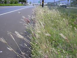 Image result for Chloris roxburghiana