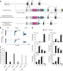Click the search button to see more results. Catchup A Mouse Model For Imaging Based Tracking And Modulation Of Neutrophil Granulocytes Nature Methods