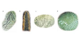 Image result for Dignathia gracilis