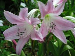 Image result for Crinum walteri