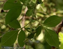 Image result for Searsia pyroides