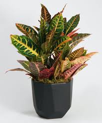 Plant details basic care instructions detailed care instructions features one of the most popular crotons around. Croton Plant