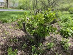However, it is just a woody plant. Is My Burning Bush Dead After Winter