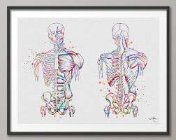 Flex your creative muscles with art featuring the amazing human muscular system! Muscular System Watercolor Print Anatomy Art Human Muscles Medical Art Poster Skeletal Muscles Giclee Print Human Body Wall Art Decor Anatomy Art Medical Art Art