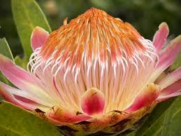 Image result for Protea angolensis