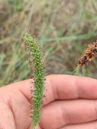 Image result for Setaria incrassata