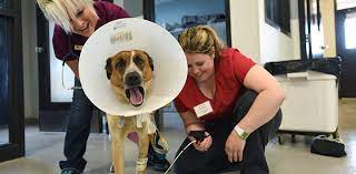 Some animals dread going to see the vet. Best Friends Animal Sanctuary Clinic Best Friends Animal Society