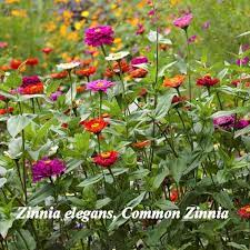 Zinnia Elegans Seeds For Your Butterfly Garden