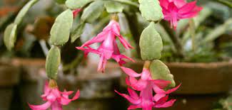 It also contains forest products, sand and perlite to help prevent. Potting Soil For Christmas Cactus World Of Succulents