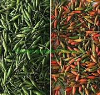 Chili Color Sorting Machine Chili Size Separator Machine CCD ...