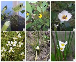 Image result for Alismataceae