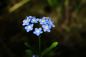 Flowers are one of the most beautiful creations of nature. Why We Are All Now Feeling Pretty Blue Hybrid Flowers