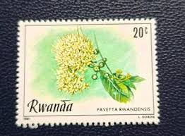 Image result for Pavetta rwandensis
