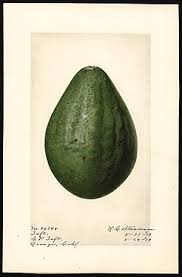In the past, she had wooden antlers. Lula Avocado Wikipedia