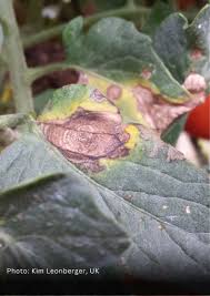 Image result for Septoria leaf spot of tomato