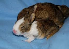 Popka, who is half dog, half insect, and also appears to be part stuffed animal too. These Baby Bunny Hybrids Are 100 Adorable The Dodo