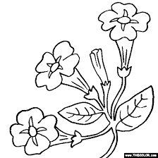 Petunia Flower Coloring Page Color Petunias Petunia Flower Flower Drawing Petunias