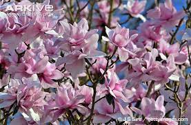 Magnolia Photos And Facts Magnolia Flower Cherry Blossom Art Magnolia