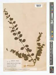 Image result for Kalaharia uncinata