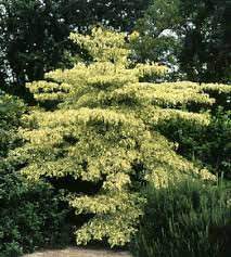 A beautiful tree with branching that can create a layered or tiered appearance. Giant Variegated Pagoda Dogwood 10m High Wide Larges Grey Green Leaves With Bold White Margins White Bloom Summer Plants Pagoda Dogwood Garden Inspiration
