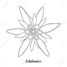 Illustration With Outline Edelweiss Or Leontopodium Alpinum Isolated Edelweiss Tattoo Edelweiss Flower Illustration Whether you're getting your first tattoo and need some simple artwork or simple & small tattoos have a greater tendency to be accepted as preferable/ suitable to normally everybody. edelweiss tattoo