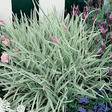 Image result for Tulbaghia cameronii