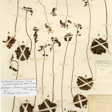 Image result for Scleria xerophila