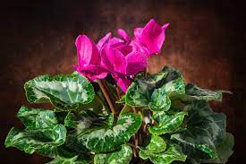 Dare il buongiorno con i fiori di seguito troverete 45 immagini di buongiorno coi fiori, da scaricare e da condividere con gli. Le Piante Invernali Adatte A Gennaio E Febbraio Fasolipiante Shop