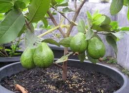 Manfaat dari buah kelengkeng, antara lain baik untuk mata, kesehatan tulang, menurunkan stress, sumber energi, antioksidan, meringankan sakit diare. 9 Tanaman Buah Dalam Pot Yang Cepat Berbuah Dijamin