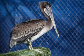 The new orleans pelicans are an american professional basketball team based in new orleans. 5 000 Reward Offered For Information On Injured Pelicans Los Angeles Times