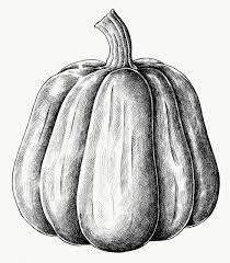 Black And White Illustration Png Hand Drawn Fresh Pumpkin In Black And White Transparent Png Free Image By Rawpixel Com How To Draw Hands Pumpkin Vector Pumpkin Illustration