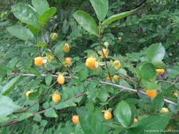 Image result for Streblus