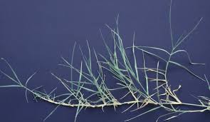 Image result for Cynodon