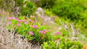 Image result for Aizoaceae