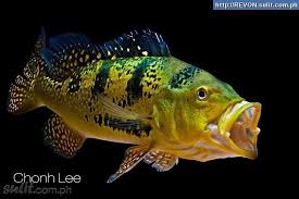 Bagi para pemula pasti akan lebih sulit dibandingkan membedakan dari segi fisik. Peacock Bass Gede Mulutnya Banyak Makannya Ferboes Com