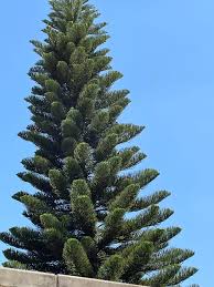 Image result for Englerodendron