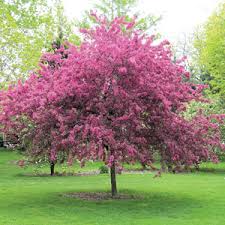 Direct sunlight is important for the healthy growth of the crabapple tree. Crab Apple Ioensis Rubra Garden Express