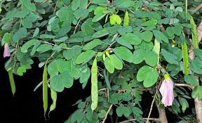 Image result for Bauhinia tomentosa